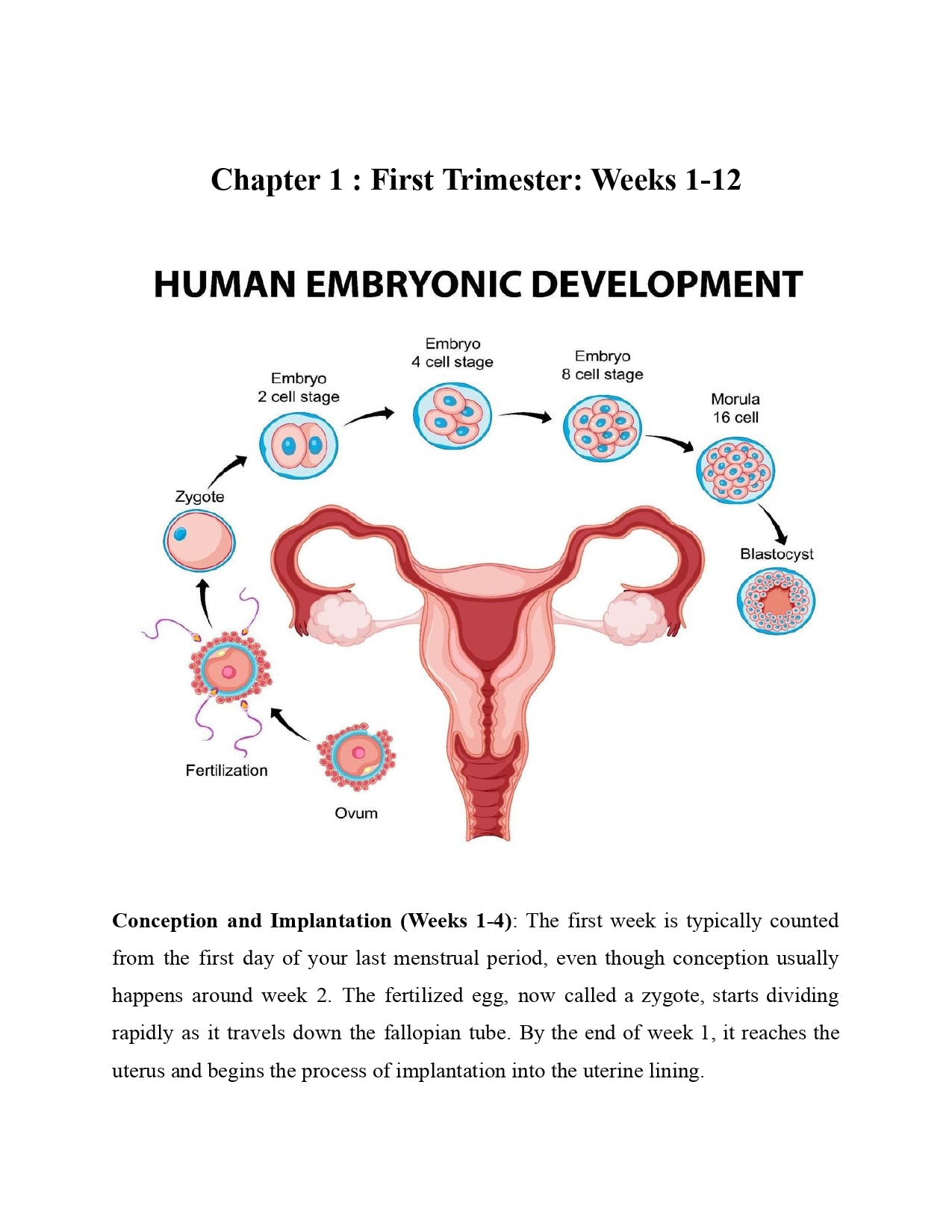 Pregnancy Week by Week: Your Visual Journey