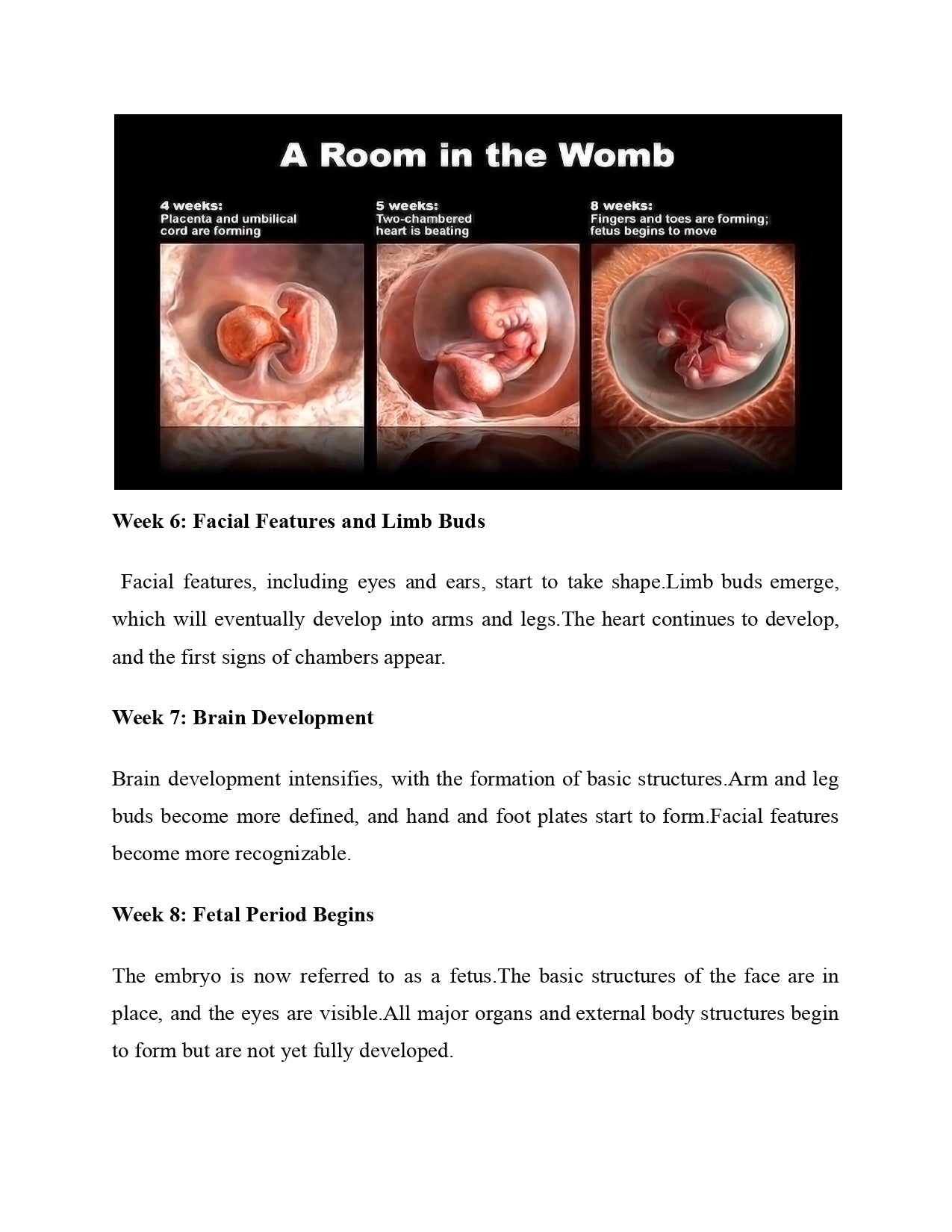 Pregnancy Week by Week: Your Visual Journey