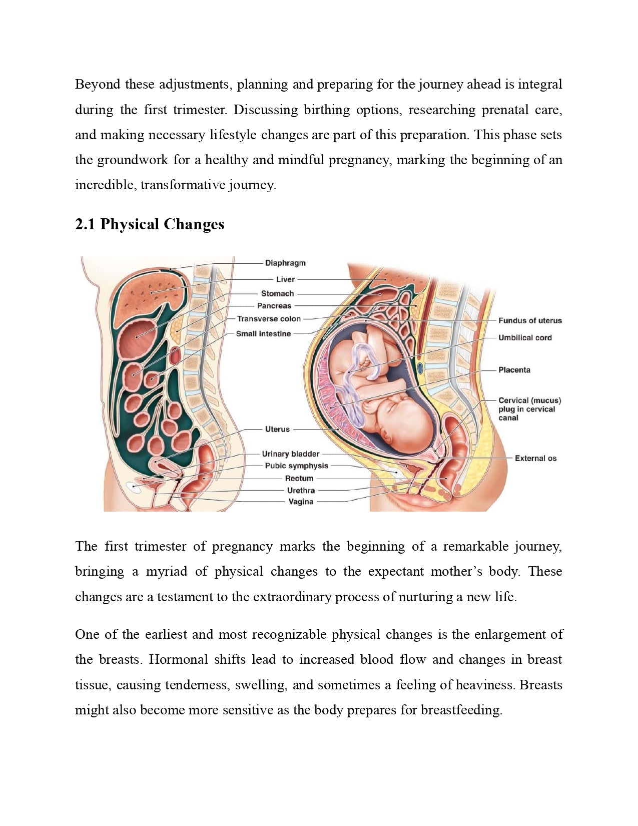 The Natural Pregnancy Handbook